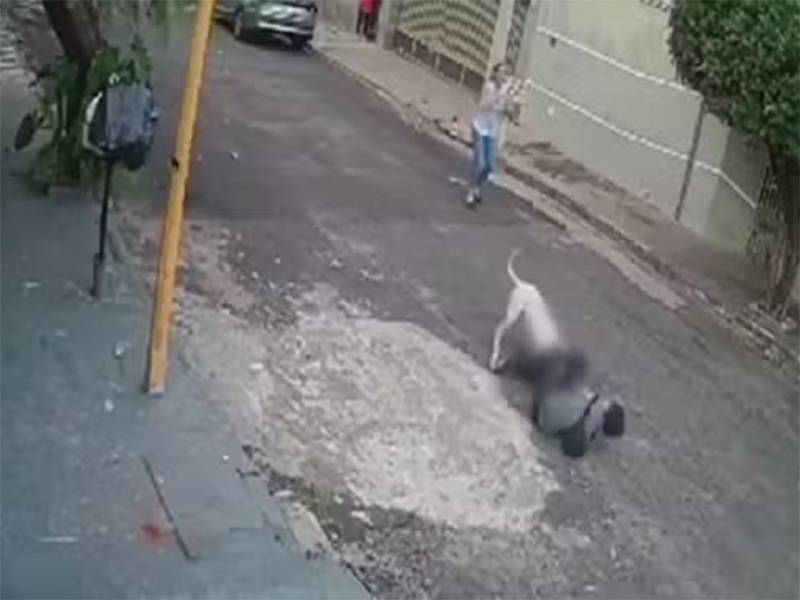 Pit bull solto na rua ataca idosa e cão de estimação durante passeio em Bauru