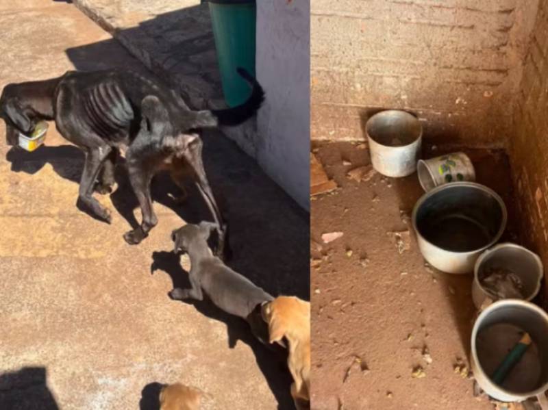 Mulher é presa em flagrante por maus-tratos a animais em Botucatu