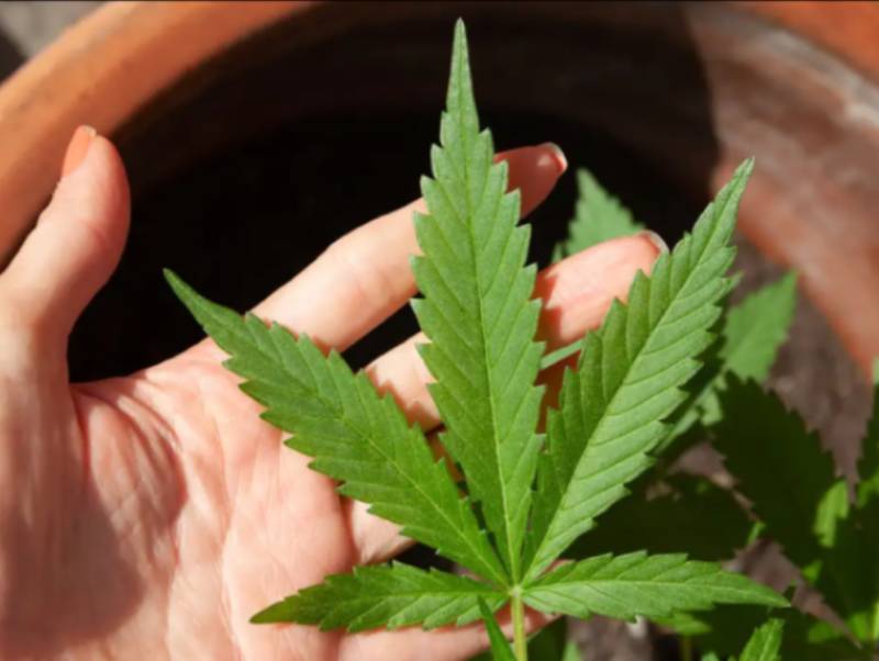 Anvisa discute nesta quarta regras para a produção de cannabis no país