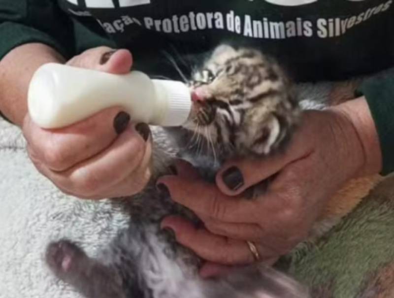 Filhote de felino silvestre é resgatado em fazenda em Rancharia após fortes chuvas