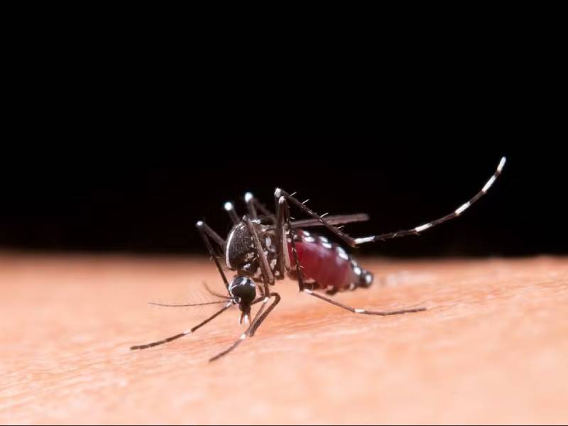 Governo de SP confirma casos de chikungunya em cidades da região