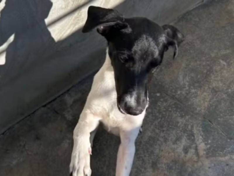 Polícia resgata cachorro agredido a pauladas em cemitério no interior de SP