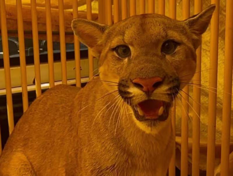 Onça-parda é resgatada após ficar presa em gaiola de sítio em Pederneiras