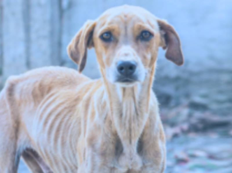 Prefeitura lança canal online para denúncias, adoção e doação de pets