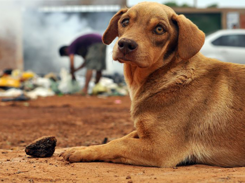 Prefeitura de Paraguaçu começa a cadastrar cães e gatos para programa de castração