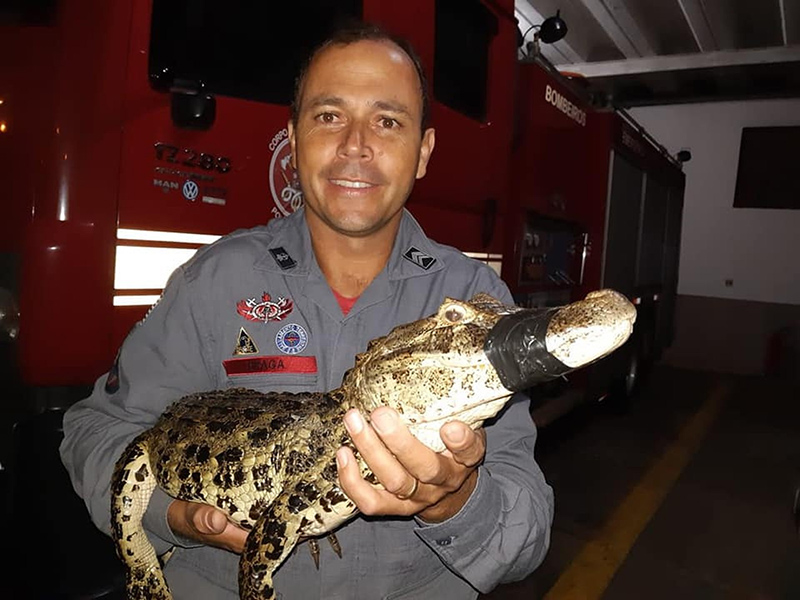 Jacaré é resgatado em quintal de casa após atacar e matar frangos em Pompeia