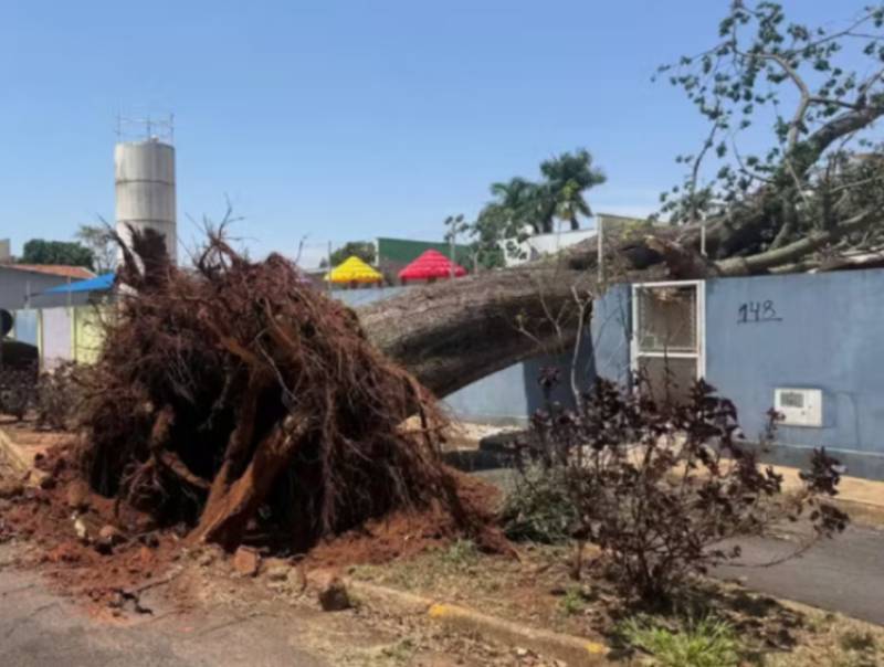Árvore centenária de grande porte cai em área de recreação de creche em Tupã