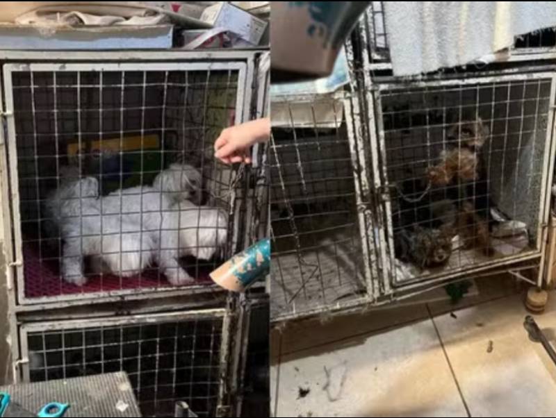 Mulher é presa suspeita de manter canil clandestino e maltratar cães no interior de SP