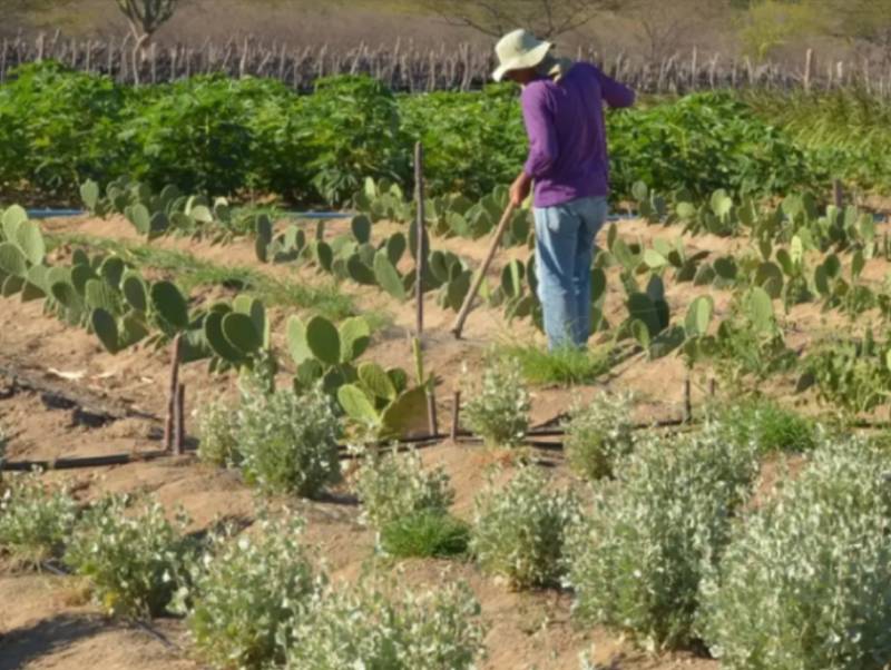 Rendimento de trabalhador rural sobe 5,5% no 1º trimestre