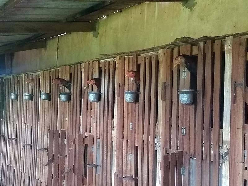 Polícia fecha rinha de galo durante fiscalização em fazenda de João Ramalho