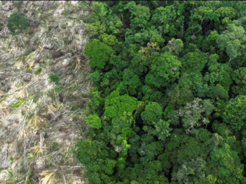 Em 40 anos, Amazônia perdeu área de vegetação do tamanho da França