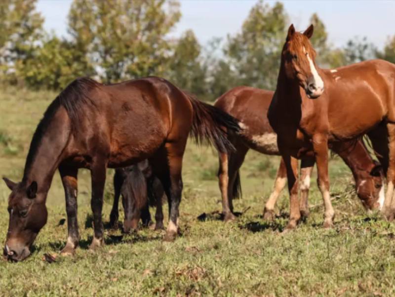 Ração contaminada mata 245 equinos em quatro estados