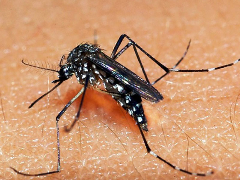 Ministério da Saúde lança campanha de combate ao mosquito Aedes aegypti