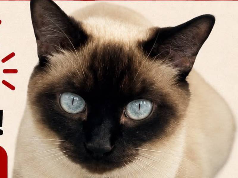 Gata Misty desaparece no bairro Viena e deixa criança de 4 anos desolada