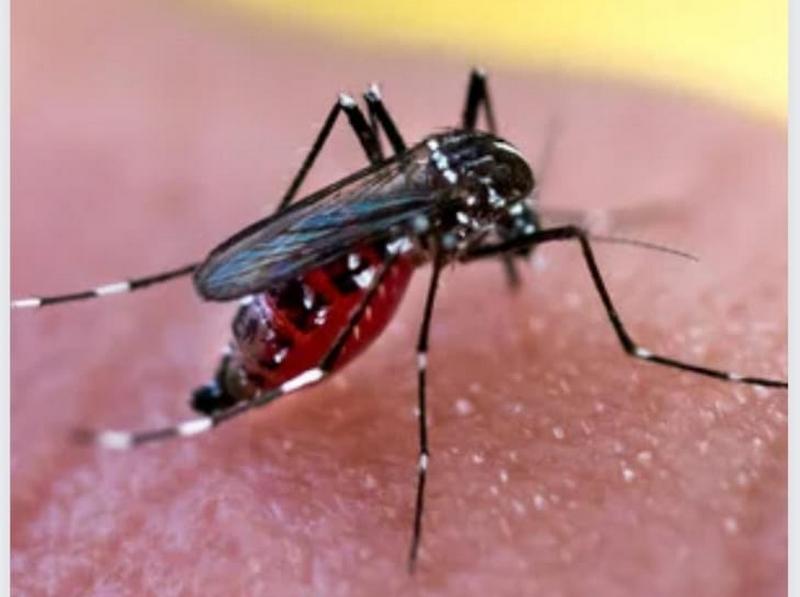 Saúde, em parceria com Obras e Fiscalização, promove varredura de combate a dengue em Paraguaçu