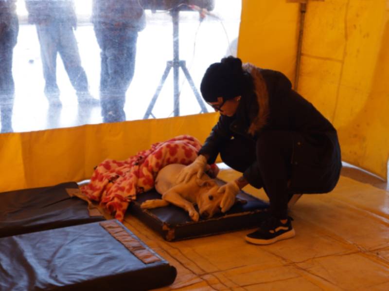 Mais de 100 animais são atendidos durante Programa de Castração Móvel em Paraguaçu Paulista