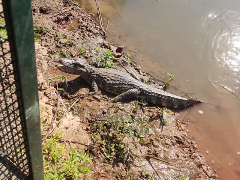 Jacarés invadem lagoas de tratamento de esgoto de presídio, em Presidente Bernardes