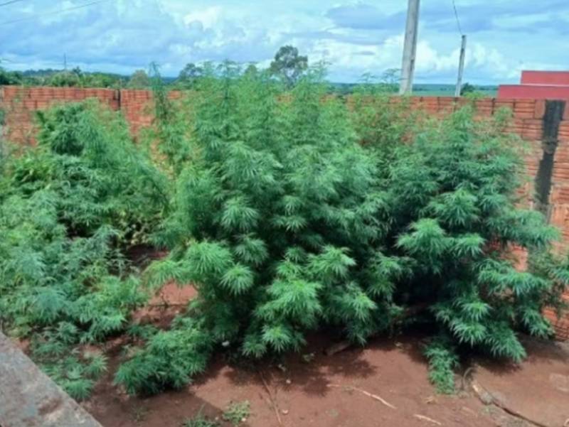 Operação contra tráfico de drogas apreende pés de maconha e haxixe em Salto Grande