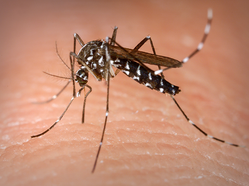 Mesmo com início do Inverno, dengue ainda é problema em Paraguaçu