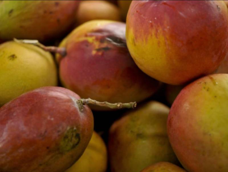 Abrafrutas apoia plano e pede atenção a pequenos produtores