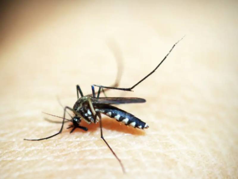 Infecções por Aedes aegypti elevam risco de complicações no parto