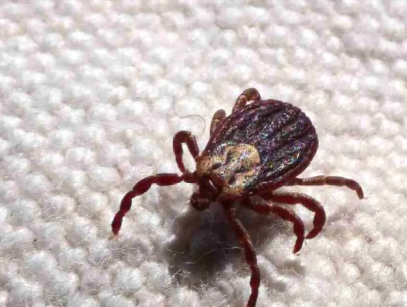 Estado de São Paulo registra 18 mortes por febre maculosa em 19 casos confirmados
