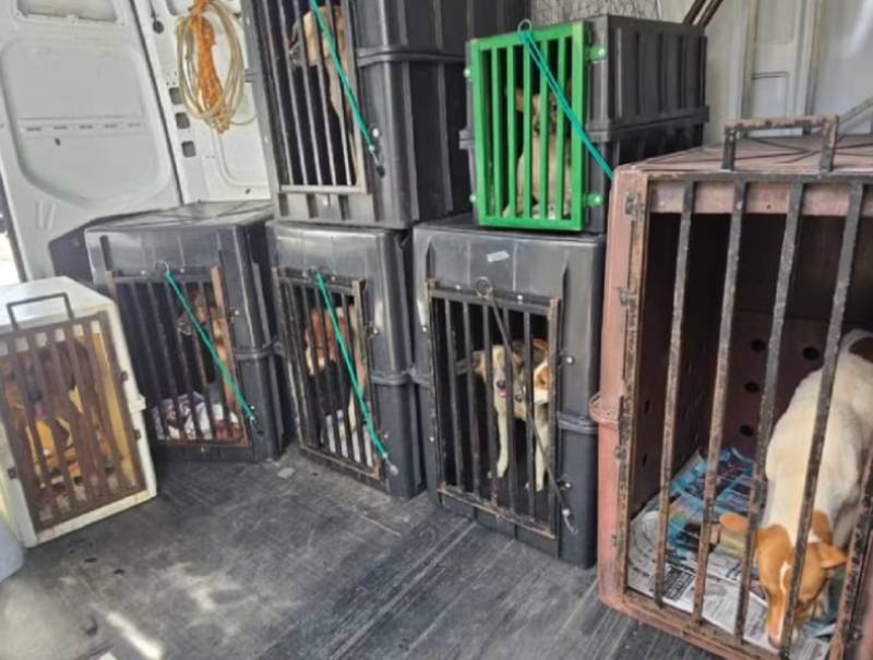 Polícia resgata oito cães desnutridos e prende dono por maus-tratos em Marília
