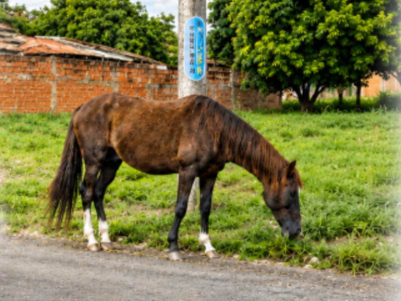 Prefeitura inicia força-tarefa para recolher animais soltos e evitar acidentes em Paraguaçu Paulista