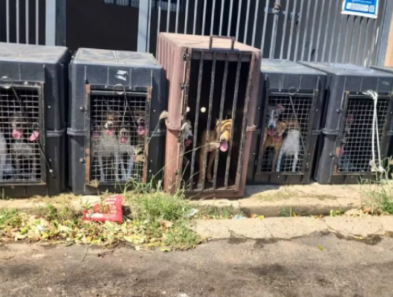 Operação da Polícia Civil resgata cachorros em situação de maus-tratos em Marilia