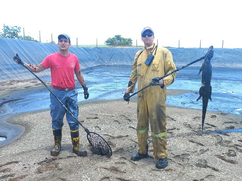 Filhote de jacaré é resgatado em caixa de contenção em usina de Borá