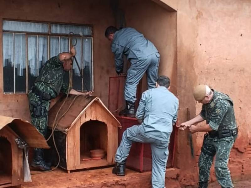 Filhote de onça-parda se esconde atrás de casinhas de cachorro e é resgatado em Assis