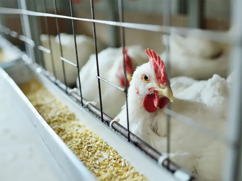 Brasil tem primeiro caso de influenza aviária em aves domésticas