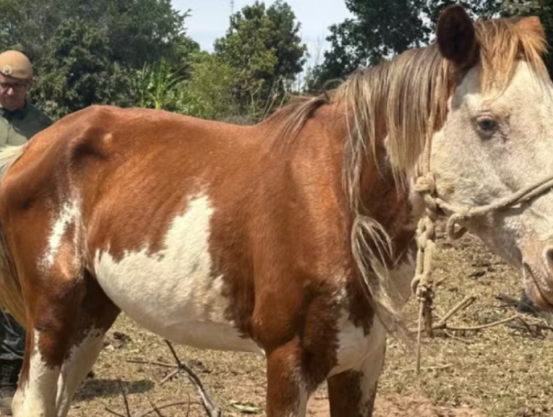 Idoso é multado em R$ 3 mil por maus-tratos a cavalo em chácara de Martinópolis