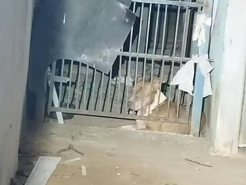 Quatro pessoas, entre elas duas crianças, ficam feridas após ataque de pitbull em Guaiçara