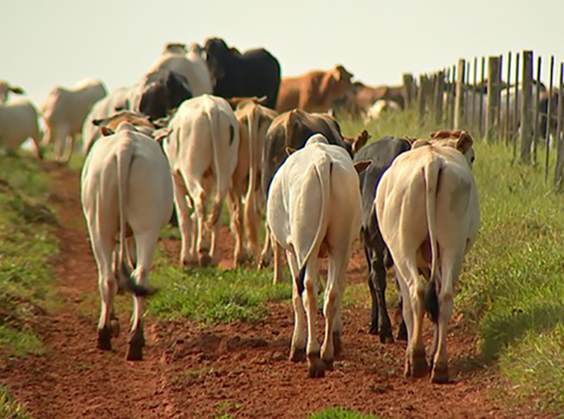 Furtos de gado preocupam pecuaristas da região