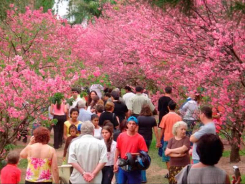 Garça realiza a 38ª edição da Festa da Cerejeira a partir desta quarta-feira