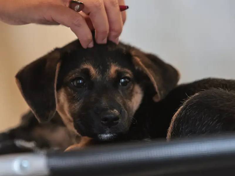 Lei define guarda compartilhada de pets; veja detalhes