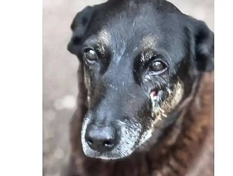 MP de Santa Catarina diz que cão Orelha não foi morto por adolescentes
