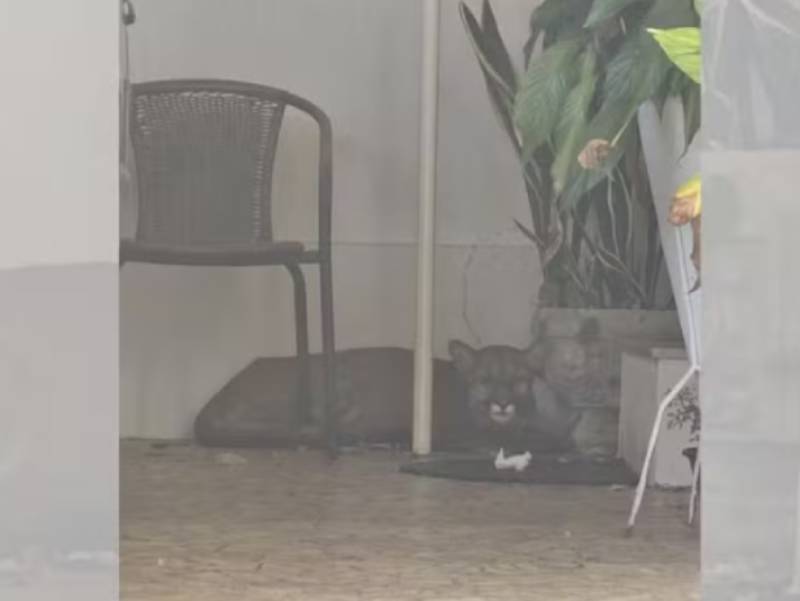Onça-parda invade garagem de casa, morador não percebe e leva susto ao ouvir rosnado em Bauru