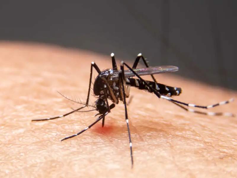 Mudanças climáticas já causam aumento de doenças infecciosas no país
