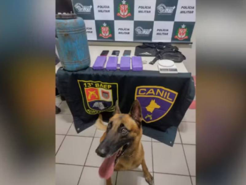Cão farejador ajuda polícia a encontrar 10 quilos de maconha enterrados em tambor no interior de SP