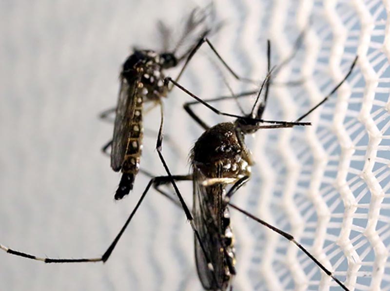 Aumenta preocupação com doenças ligadas ao Aedes aegypti no verão