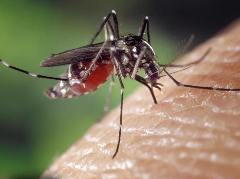 Paraguaçu Paulista confirma mais três casos de dengue e Departamento de Saúde alerta a população
