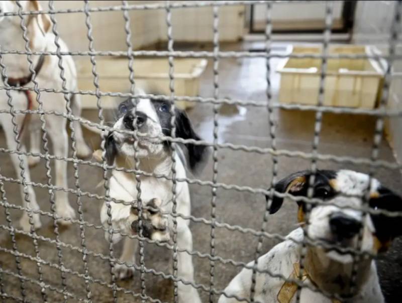 Projeto aprovado na Câmara proíbe uso de animais em testes cosméticos