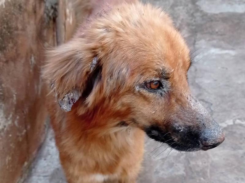Paraguaçuense realiza vaquinha para arrecadar dinheiro para tratar cão com leishmaniose