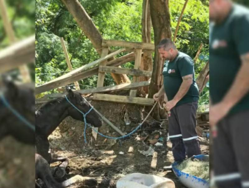 Cavalos vítimas de maus-tratos são resgatados em Marília; um deles precisou de eutanásia