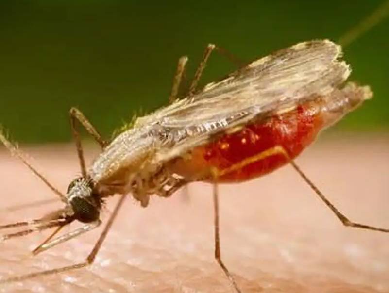 Cientistas da Fiocruz podem produzir vacina completa contra a malária