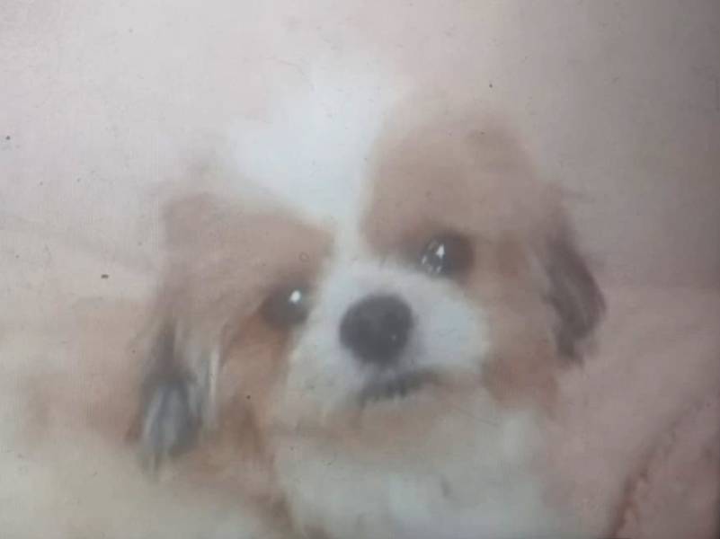Família procura por cãozinho desaparecido em Paraguaçu Paulista