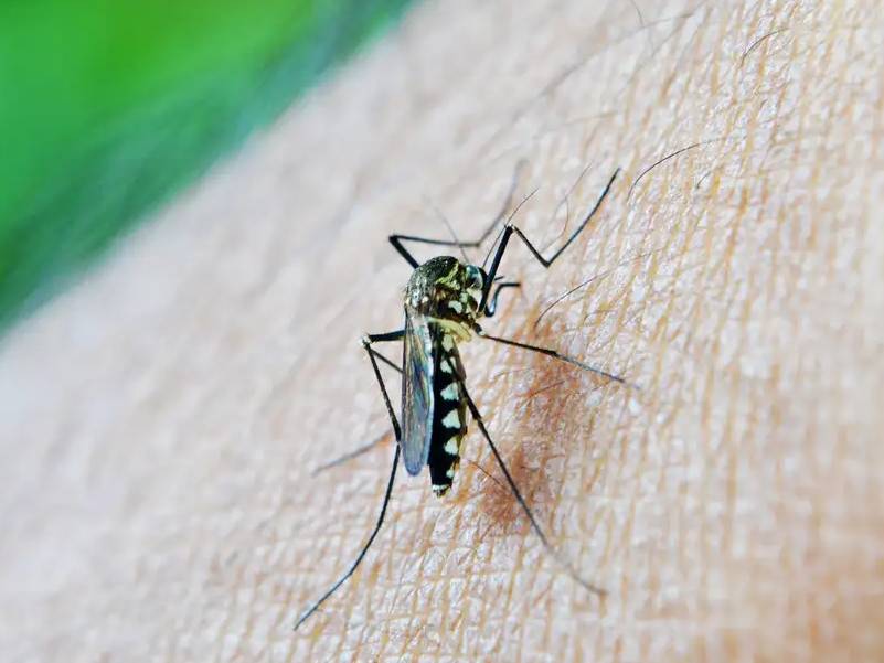 Estudo alerta para relação da dengue com a Síndrome de Guillain-Barré