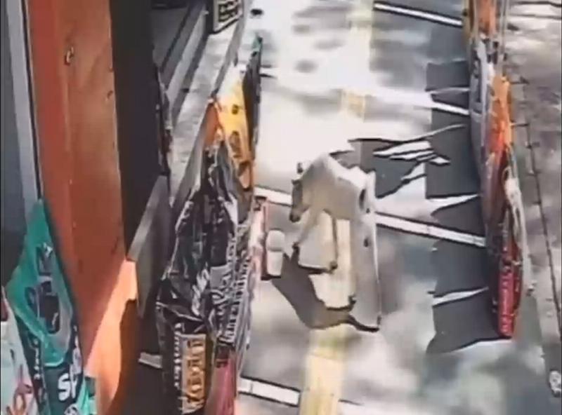 Câmera flagra cãozinho 'furtando' comedouro em casa de ração de Paraguaçu Paulista